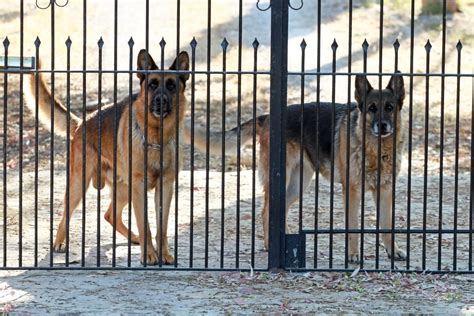 Are German Shepherds Good Guard Dogs? (And How to Train Them) - World ...