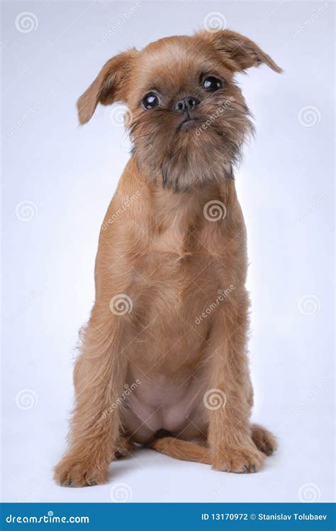 Smooth Haired Brussels Griffon Puppy Stock Photo Image Of Brussels