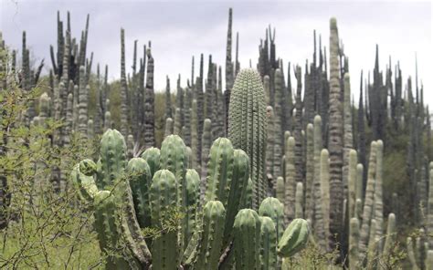 Busca fundación preservar especies en peligro de extinción en Tehuacán