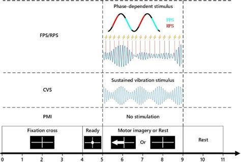 Frontiers Closed Loop Phase Dependent Vibration Stimulation Improves