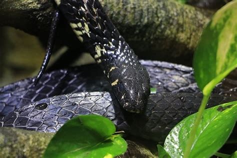 10 Facts About The Tiger Ratsnake - Snake Radar