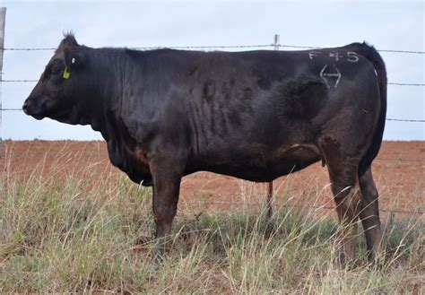 Braunvieh Bred Heifers For Sale Tx Diamond H Rach