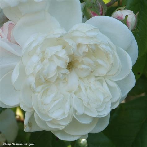 Rosa Aim E Vibert Rosa Bouquet De La Mari E Rosier Liane Ancien