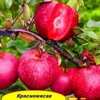 Красномясая яблоня Редлав Одиссо | Чудеса Саду — Саджанці та добрива
