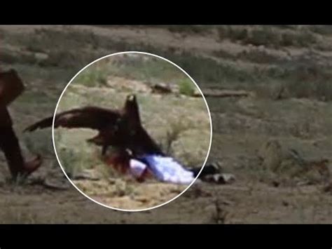 Falcon Images: Golden Eagle Kill Bear