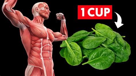 Eat Cup Of Spinach Every Day See What Happens To Your Body Youtube