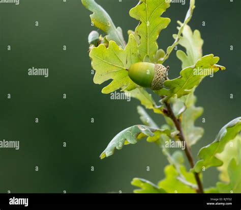 Growing green acorn on a oak tree branch with green leaves isolated on ...
