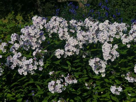 Phlox Paniculata Perennial Herbaceous Plant Stock Image - Image of leaf, wildflower: 255020763