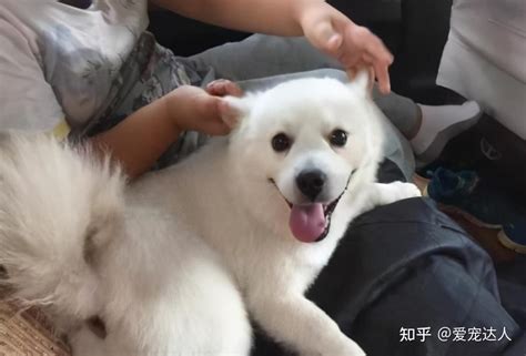 和萨摩耶相似的银狐犬，为什么很少有人养？ 知乎