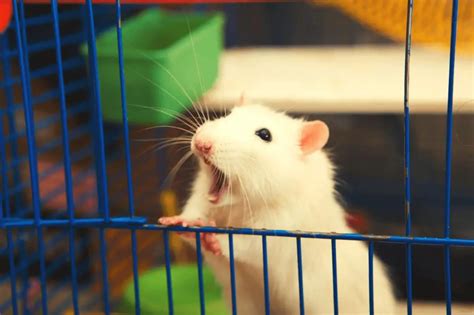 5 Best Rat Cages That Really Suit (2022 Review And Guide)