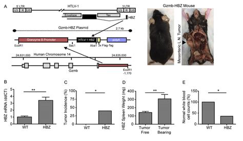 Granzyme B Hbz Mice Develop Lymphoproliferative Disease A Granzyme B