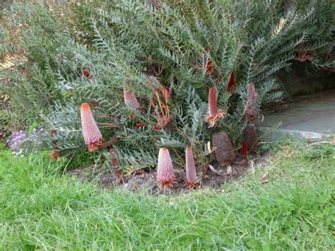 Banksia Fern Like 6 Pot Hello Hello Plants And Garden Supplies