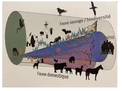 Biodiversit Las Diversit Du Monde Microbien Cartes Quizlet