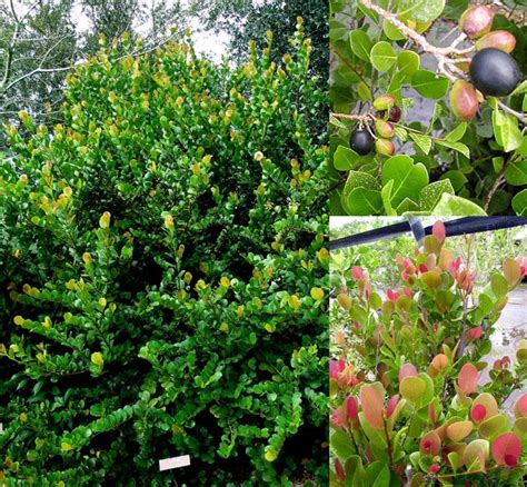 Native Shrubs — Florida Native Plants Nursery & Landscaping