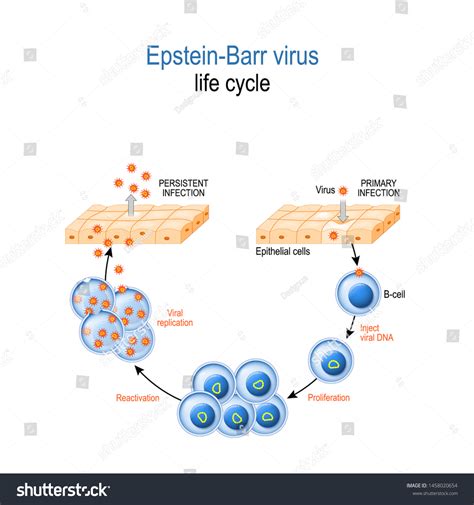 Epstein Barr Virus Life Cycle Ebv Replication Royalty Free Stock