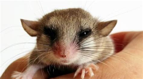 10 Best Small Rodents to Keep as Pets | PetPress