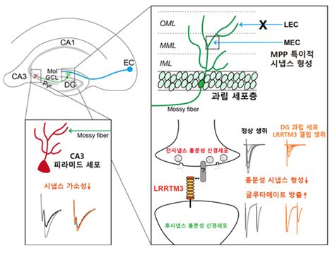 흥분성 시냅스 접착 단백질의 신경회로 작동 원리 규명 Bric