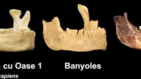 Jawbone Dating Back 65 000 Years Marks Earliest Evidence Of Modern