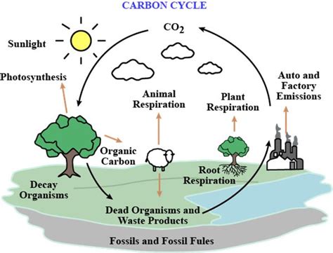 Carbon Cycle Diagram Simple