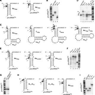 Cleavage Site Selection By PRORP3 Variants Of Pre TRNA Gly And The