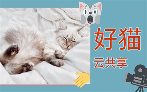 最朴素撸喵视频 千万别点超无聊！哔哩哔哩bilibili