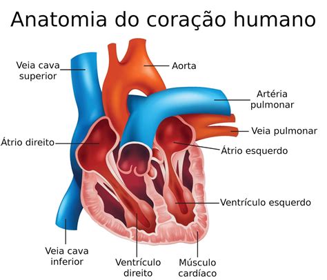 Sistema Cardiovascular Biologia A Ci Ncia Da Vida