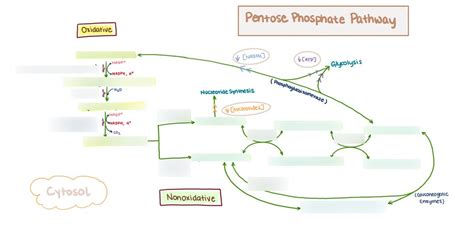 Pentose Phosphate Pathway Diagram Quizlet