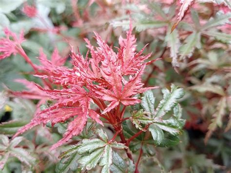 Acer Palmatum Beni Komachi Arce Japon S Plantamus Vivero Online