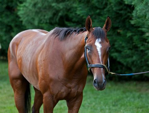 Belmont Stakes Mucho Macho Man Gets New Shoes