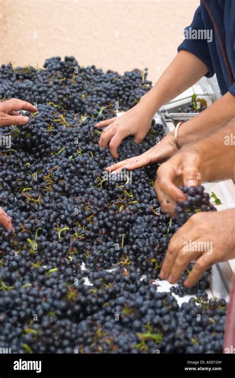 Selección de la mano de mala uva en una tabla de clasificación Gamay