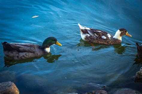 White Ducks Swimming In The Lake Stock Photo Image Of Beak Ducks