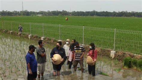 Antisipasi Dampak El Nino Terhadap Ketahanan Pangan Ini Langkah Dkkp