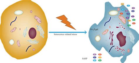 Morphological and metabolic changes in senescent cells. Markers of cell ...