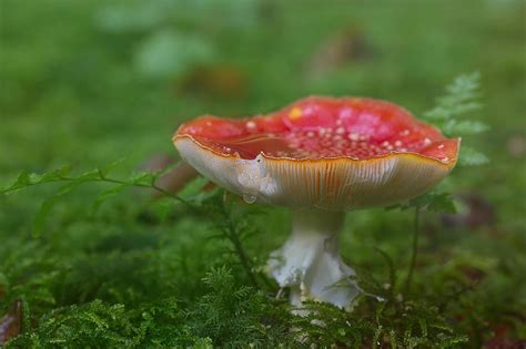 Fly Agaric Mushroom Forest Autumn Toxic Luck Lucky Guy Mushrooms