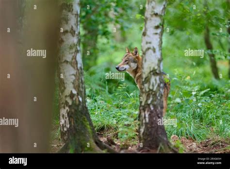 European Gray Wolf Canis Lupus Standing Behind Birch Tree In Forest