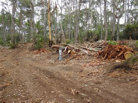 Greater Glider habitat and local jobs exported to China | Our ...