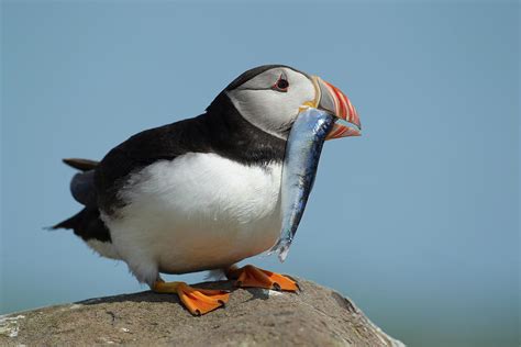 Puffin with fish Photograph by Kevin Sawford - Fine Art America