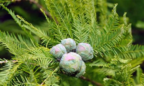 Dawn Redwood Vs Bald Cypress 5 Key Differences