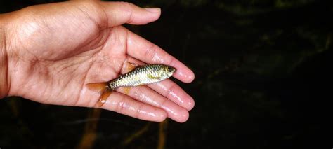 Smallest Fish In The World Ever Caught