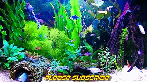 Free Fish Tank Wallpaper Screensavers - WallpaperSafari