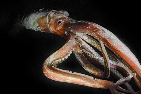 13 Types of Squid Species: Masters of Mystery | Citrus Reef