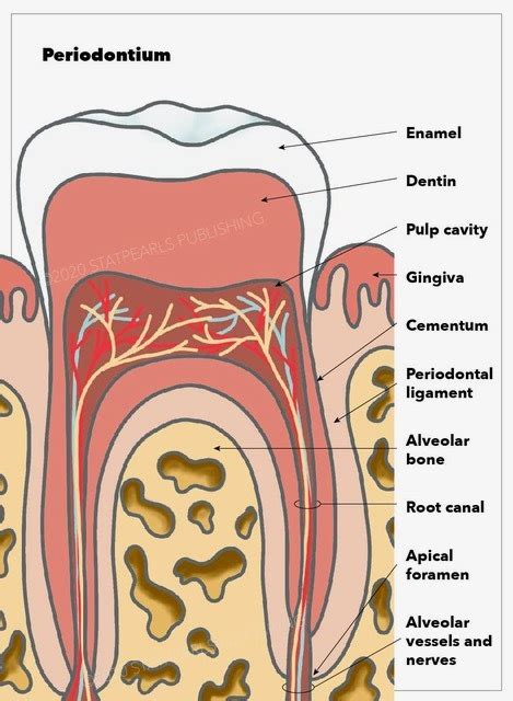 Figure Structure Of The Periodontium Statpearls Publishing Illustration Statpearls Ncbi