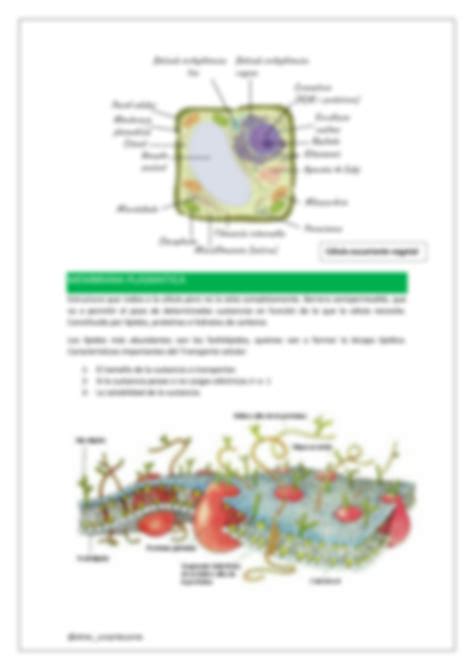 Solution La C Lula Y Membrana Plasm Tica Generalidades Studypool