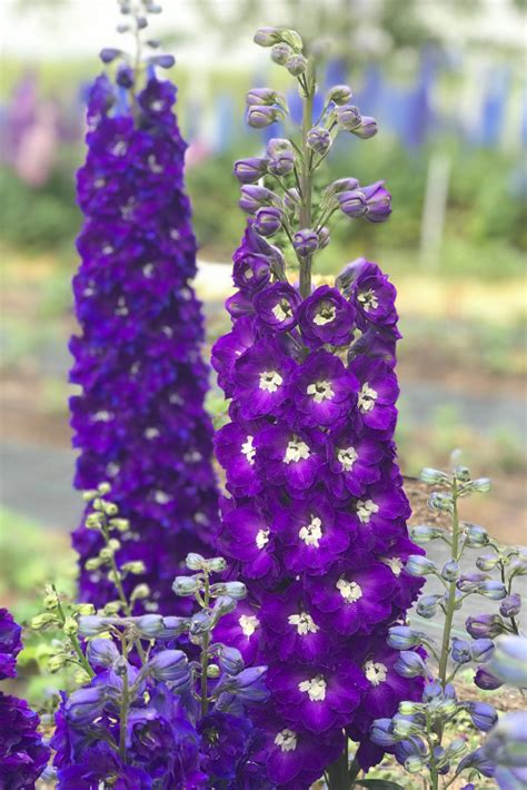 Purple Passion New Zealand Hybrid Delphinium Seeds For Sale New Zealand Delphiniums