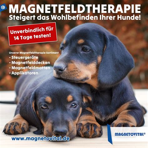 Angebote Magnetfeldtherapie Pferd