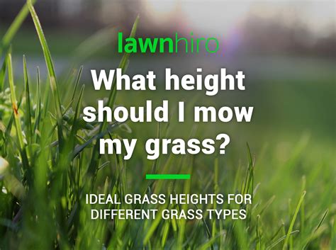 The Ideal Grass Height For Your Lawn Lawnhiro Blog