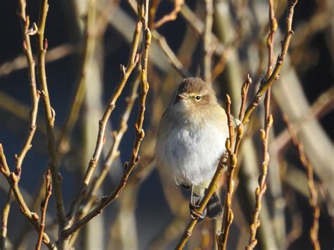 David Birder Birderdavid Twitter