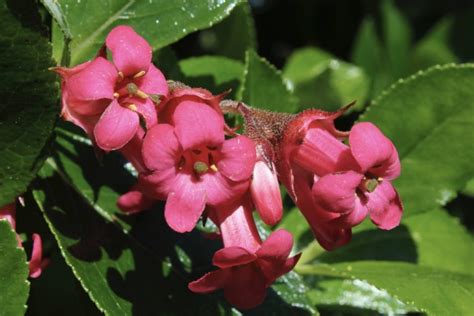 15 Incredible Escallonia Varieties With A Breadth Of Leaves And Flowers | Horticulture Magazine