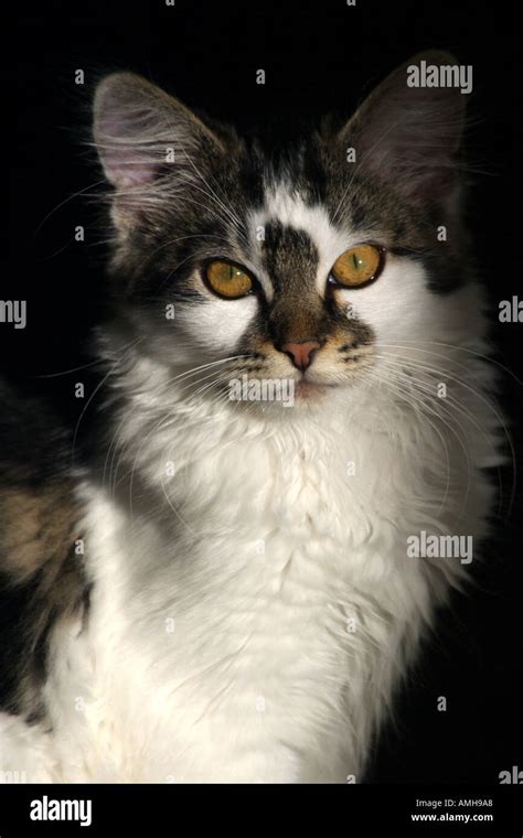 Unusual face markings hi-res stock photography and images - Alamy