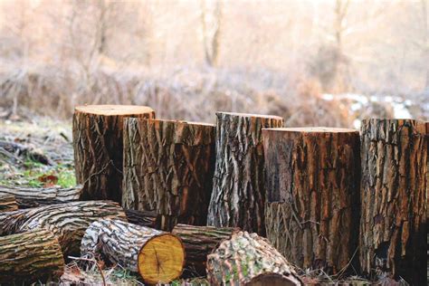 Maderera Andina Las Vigas Laminadas De Madera Y Sus Usos